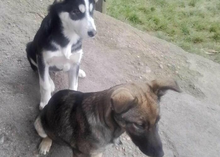 Grajewo ogłoszenia: Oddam 2 pieski (suczka i piesek) w dobre ręce;)